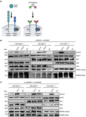 Synthetic mimetics assigned a major role to IFNAR2 in type I interferon signaling